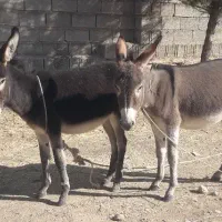 ۲ تا الاغ یا خر ماده جوان