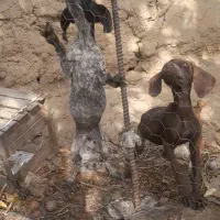 دوعددتوله شکاری ۳ ماهه نژادپوینتر|سگ|مشگین شهر, |دیوار