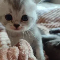 توله اسکاتیش بریتیش