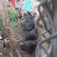 نوراباد ممسنی