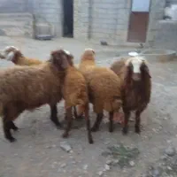 بره ماده