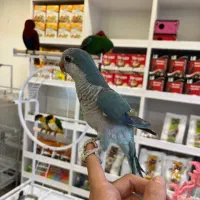 طوطی راهب سخنگو