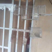 تعدادی قفس سهره|لوازم جانبی حیوانات|شیراز, شهرک مفتح|دیوار
