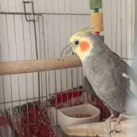 عروس هلندی