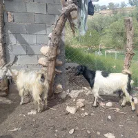 بز داشتی
