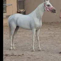 کره مادیون عرب یکسر|اسب و تجهیزات اسب‌سواری|ماهان, |دیوار