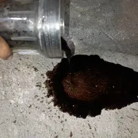 رفع گرفتگی کاتالیزور|خدمات موتور و ماشین|داراب, |دیوار