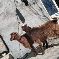 فروش فوری دو راس بزغاله ماده دوقلو خانگی|حیوانات مزرعه|کنگاور, |دیوار