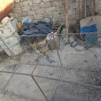 قفس کفتر|لوازم جانبی حیوانات|مبارکه, |دیوار