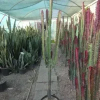 افوربیا کاکتوس قرمز|گل و گیاه طبیعی|تهران, بوستان سرخه حصار|دیوار