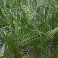 فروش نهال پالم وفونیکس