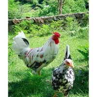 مرغ و خروس گلین لری|حیوانات مزرعه|گرگان, |دیوار