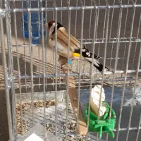 سهره مست قفسی جوجه سال