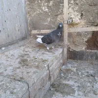 کبوتر پولکی مینا|پرنده|تربتحیدریه, قاسم آباد|دیوار