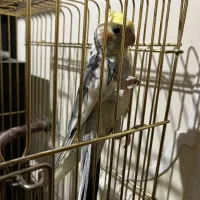 عروس هلندی نر دستی