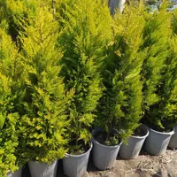کارگر ساده ایرانی یا اتباع برای باغبانی|استخدام صنعتی، فنی، مهندسی|تهران, اتحاد|دیوار