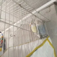 طوطی برزیلی