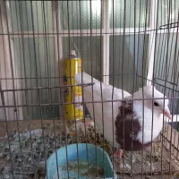 کفتر طوقی پاپر و کاکلی و سرور|پرنده|قم, لسانی|دیوار