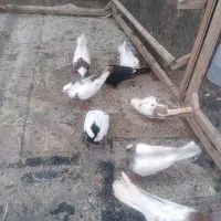 کبوتر فروشی