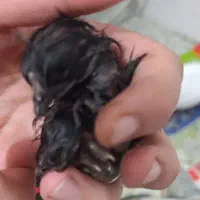 دستگاه جوجه کشی به شرط