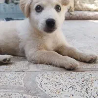 سگ اشپیتز