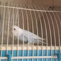 مرغ  عشق  آبی|پرنده|ری, دولتآباد|دیوار