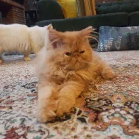 گربه پرشین اگزوتیک