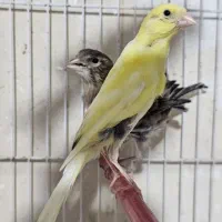 قناری ۱۰ عدد