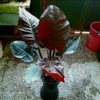 گل های آپارتمانی