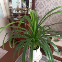 گل پاندانوس|گل و گیاه طبیعی|تهران, فدک|دیوار