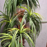 ی عدد درختچه نخل 7 شاخه با گلدان