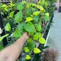 پتوس سبز، نئون ، ارتشی ،حصیری ،مرمری|گل و گیاه طبیعی|رشت, بیجارپس|دیوار