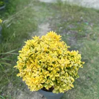 شمشاد طلایی وصال|گل و گیاه طبیعی|چابکسر, |دیوار