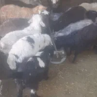 گوسفند زنده کهره بره|حیوانات مزرعه|شیراز, محمدیه|دیوار