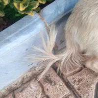 واگذاری سگ تریر|سگ|پردیس, فاز ۶|دیوار