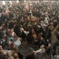 با سلام مرغ تخم گذار به شرط تخم گذاری