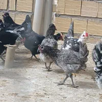 تخم مرغ گلین|حیوانات مزرعه|برخوار, |دیوار