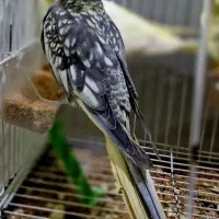 فروش عروس هلندی