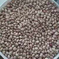 فروش لوبیا‌چیتی