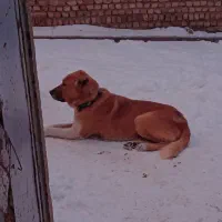 سگ خراسانی|سگ|آوج, |دیوار