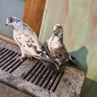 یجفت نروماده سوسکی کاردرست پرشی