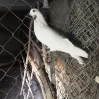 چندتا کفتر آس،