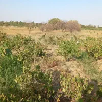 باغ و باغچه و زمین زراعی