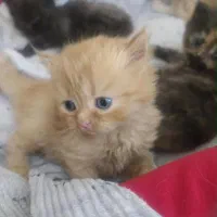 واگذاری گربه