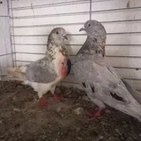 نر سرور پر دمبی