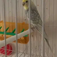 مرغ عشق رینبو ضمانت تخم و جوجه|پرنده|قائن, |دیوار