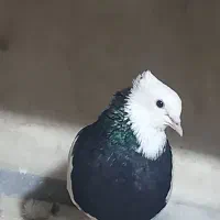 حراج انواع کفترطوقی