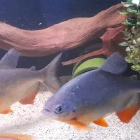 پیرانا (پاکو)