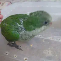 راهب