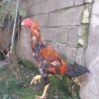 خروس لاری|حیوانات مزرعه|رشت, پارک شهر|دیوار